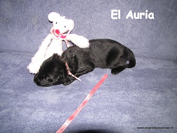 El Auria, 2 weken jong, zwarte teef